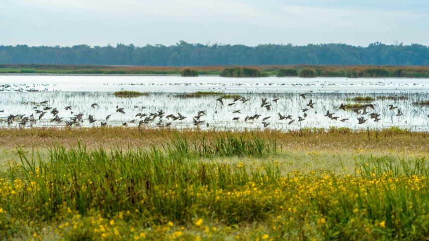 a group of birds flying above a lake