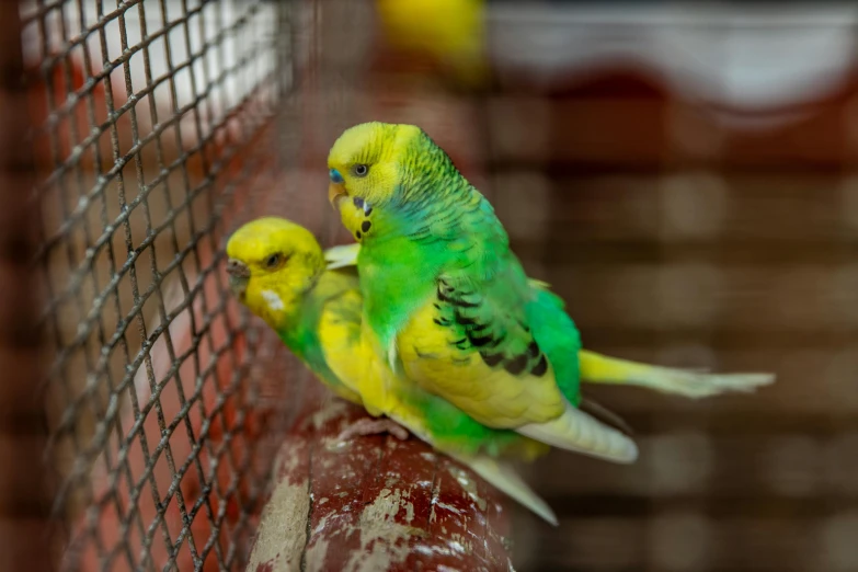 two green and yellow parakeets standing next to each other on top of a fence