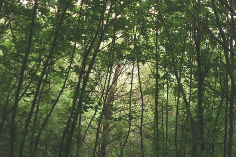 many trees with small, curved nches in the middle of a forest