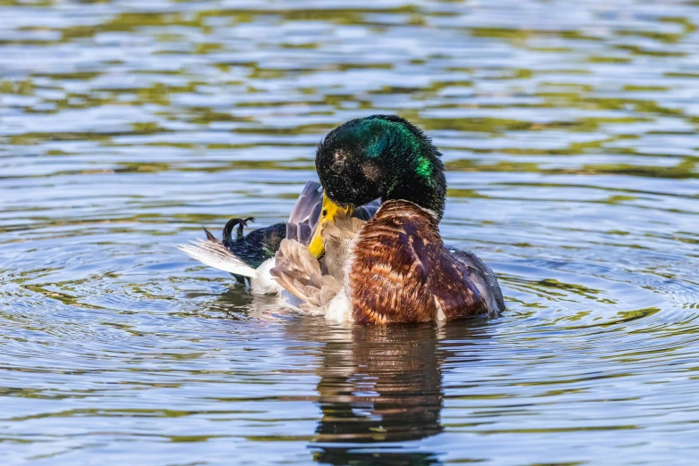 a duck swimming on top of the water