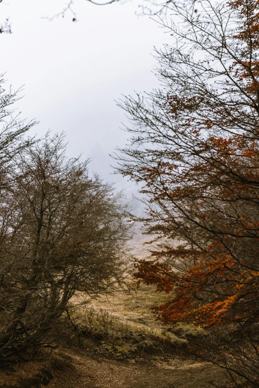 there are a lot of trees on this hill