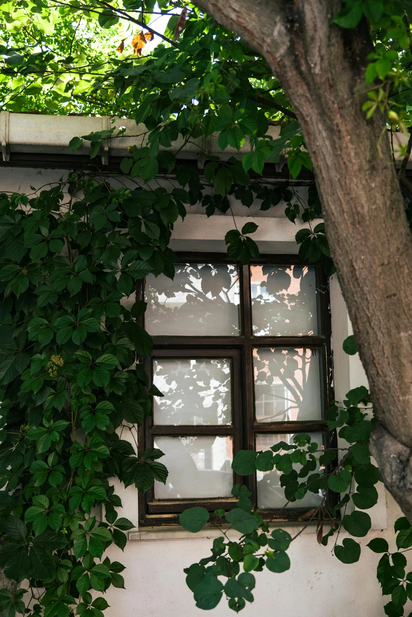 the windows are all covered with plants