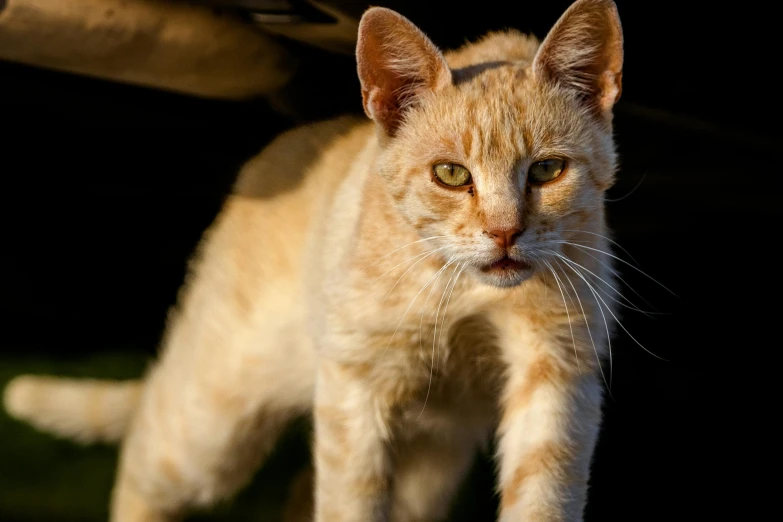 a small cat walking through the darkness