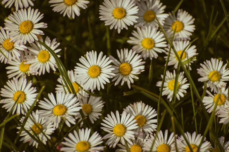 several white and yellow flowers are close together