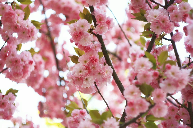 nches of pink flowers are shown in full bloom