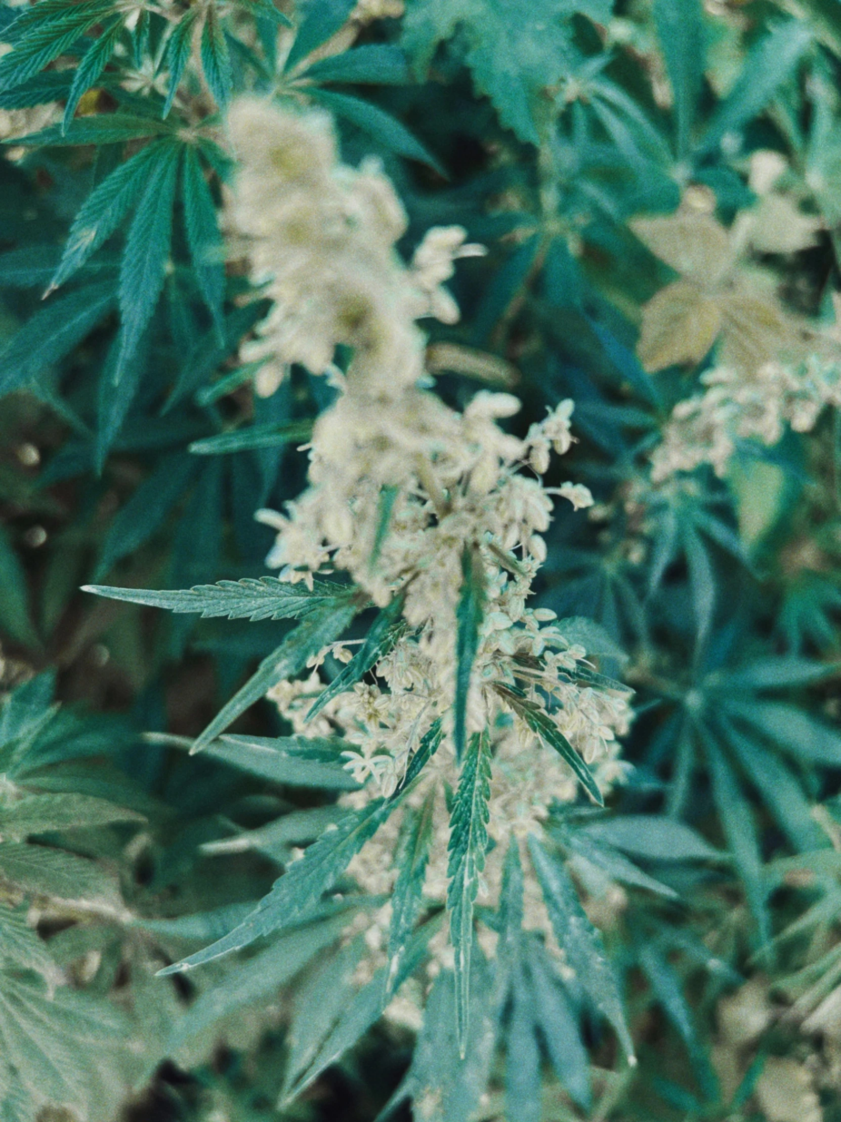 a close up view of leaves and buds of a plant