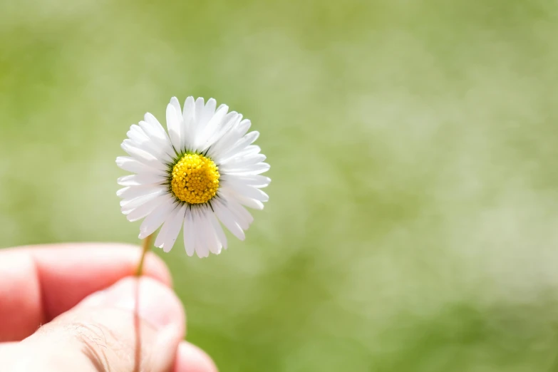 a person holding up a flower in their hand