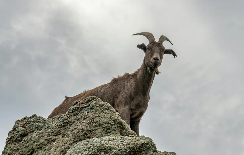 the goat has horns and long black hair on its head