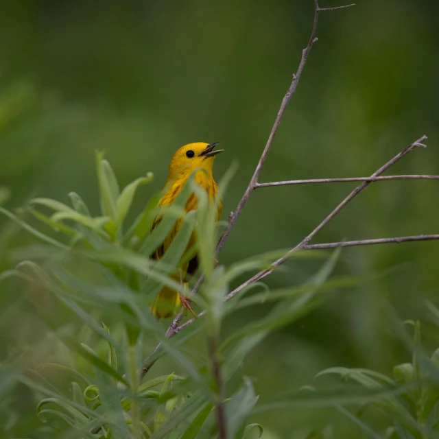 a yellow bird perched on top of a green tree nch