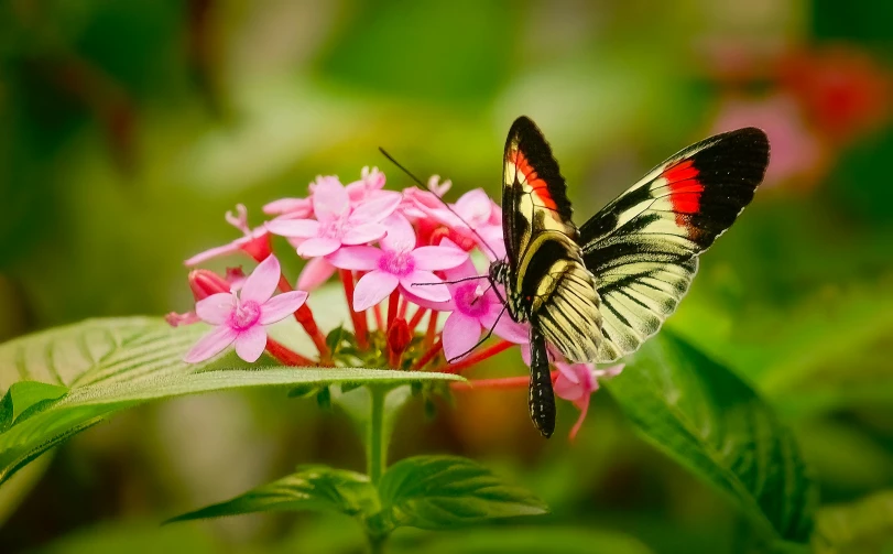 two colorful erflies standing on top of a pink flower