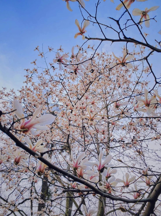 flowers and the nches of a flowering tree