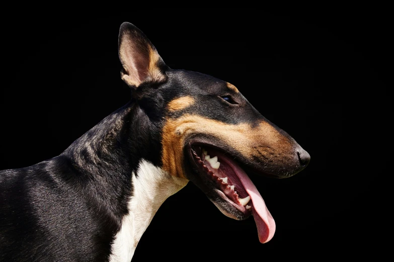 a black and brown dog with its mouth open