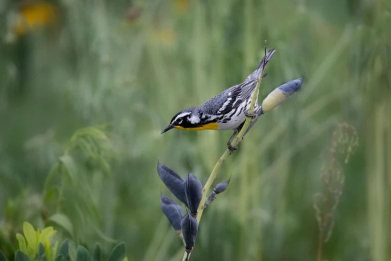 a close up of a bird on a stem with a blurred background