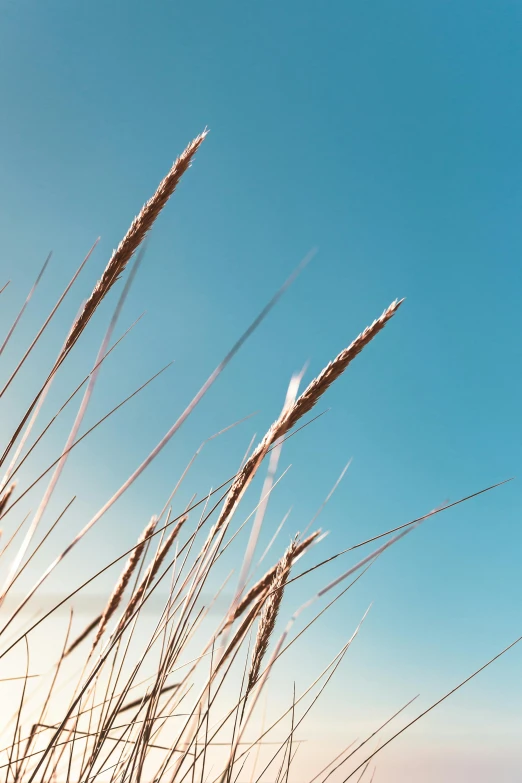 tall dry grass moving in the wind against a blue sky