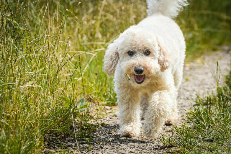 a poodle walking in the grass along a path