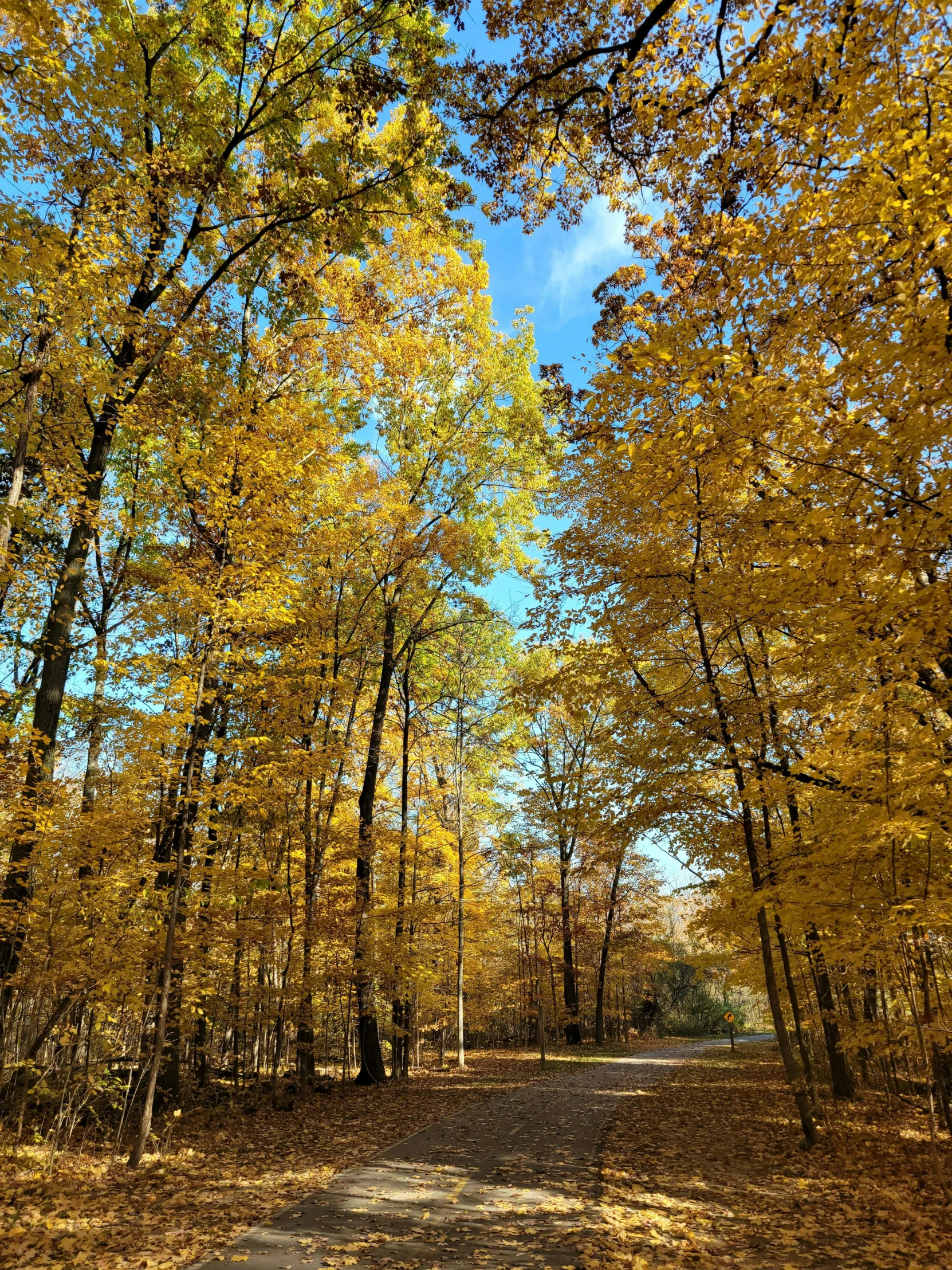 a road is surrounded by colorful trees with leaves