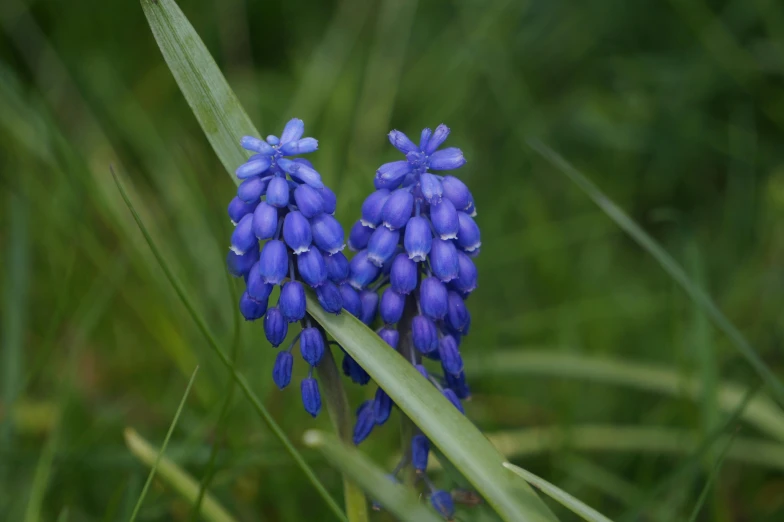 some blue flowers growing in the grass