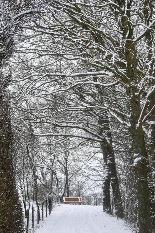 a snow covered road with benches surrounded by trees