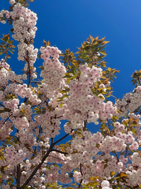 a bright pink tree that is full of blooming nches