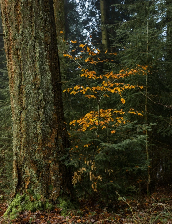 a tree standing in the forest near to another tree