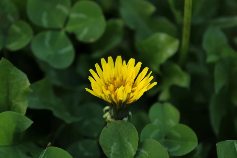 a yellow flower in the middle of some green leaves