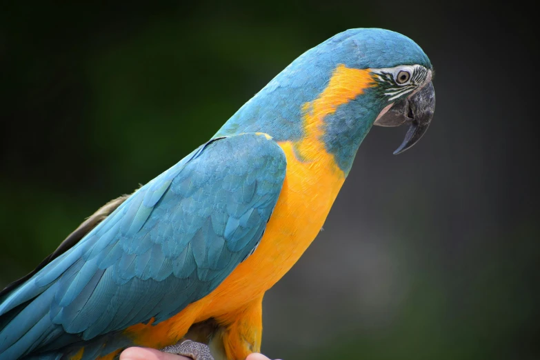 blue and yellow bird sitting on person's hand with dark background