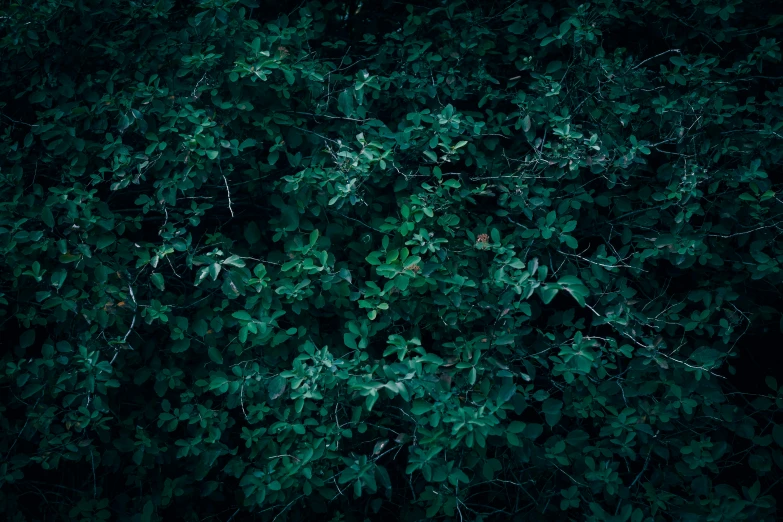 green leaves on tree nches with very small amounts of snow