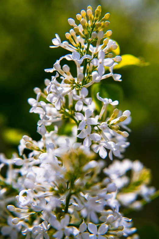 a white flower that is standing in the grass