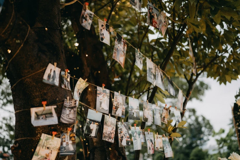a number of pos hanging from a line next to a tree