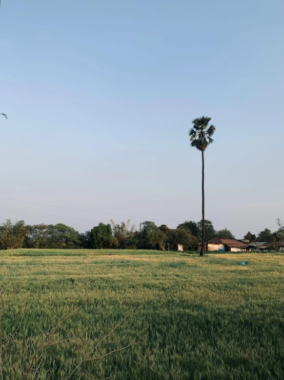 an empty grassy field with two tall palm trees