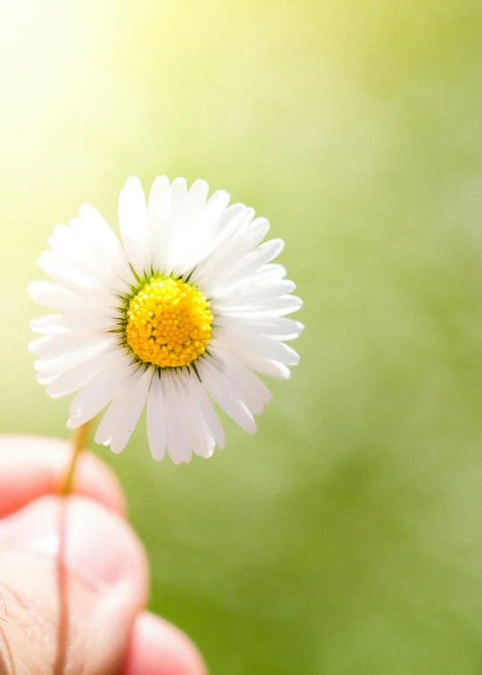 someone holding out their hand with a small daisy in it