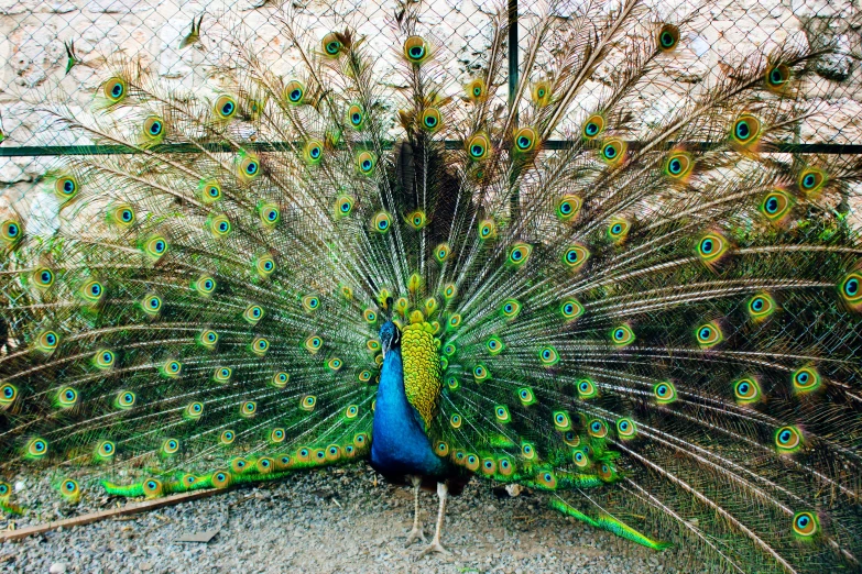 peacock standing next to itself with feathers out