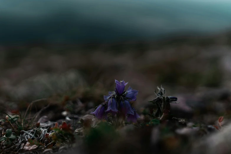 a purple flower in the middle of a grass field