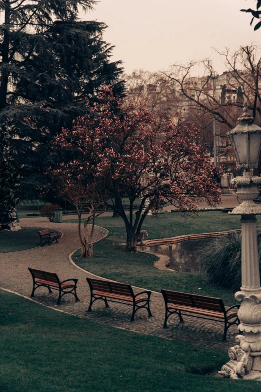 two benches sitting next to each other near a tree