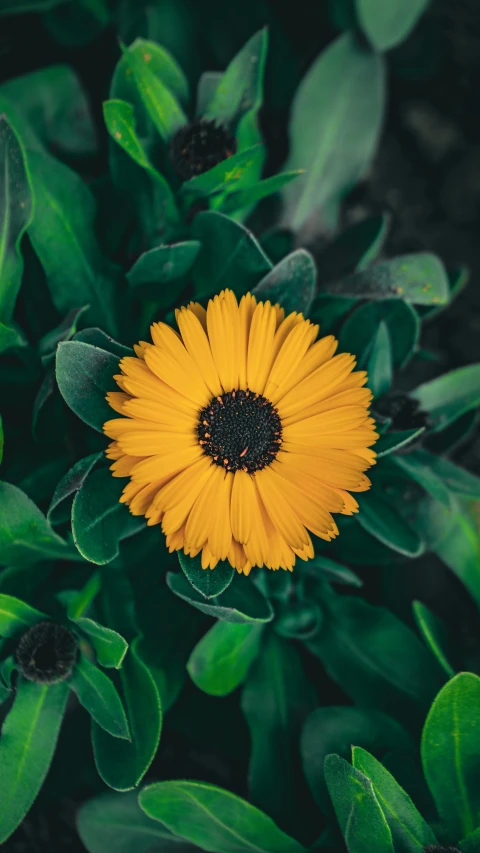 a lone yellow flower sits among greenery