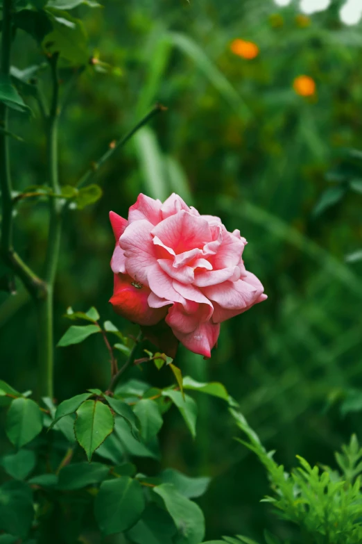 a pink flower with leaves near by