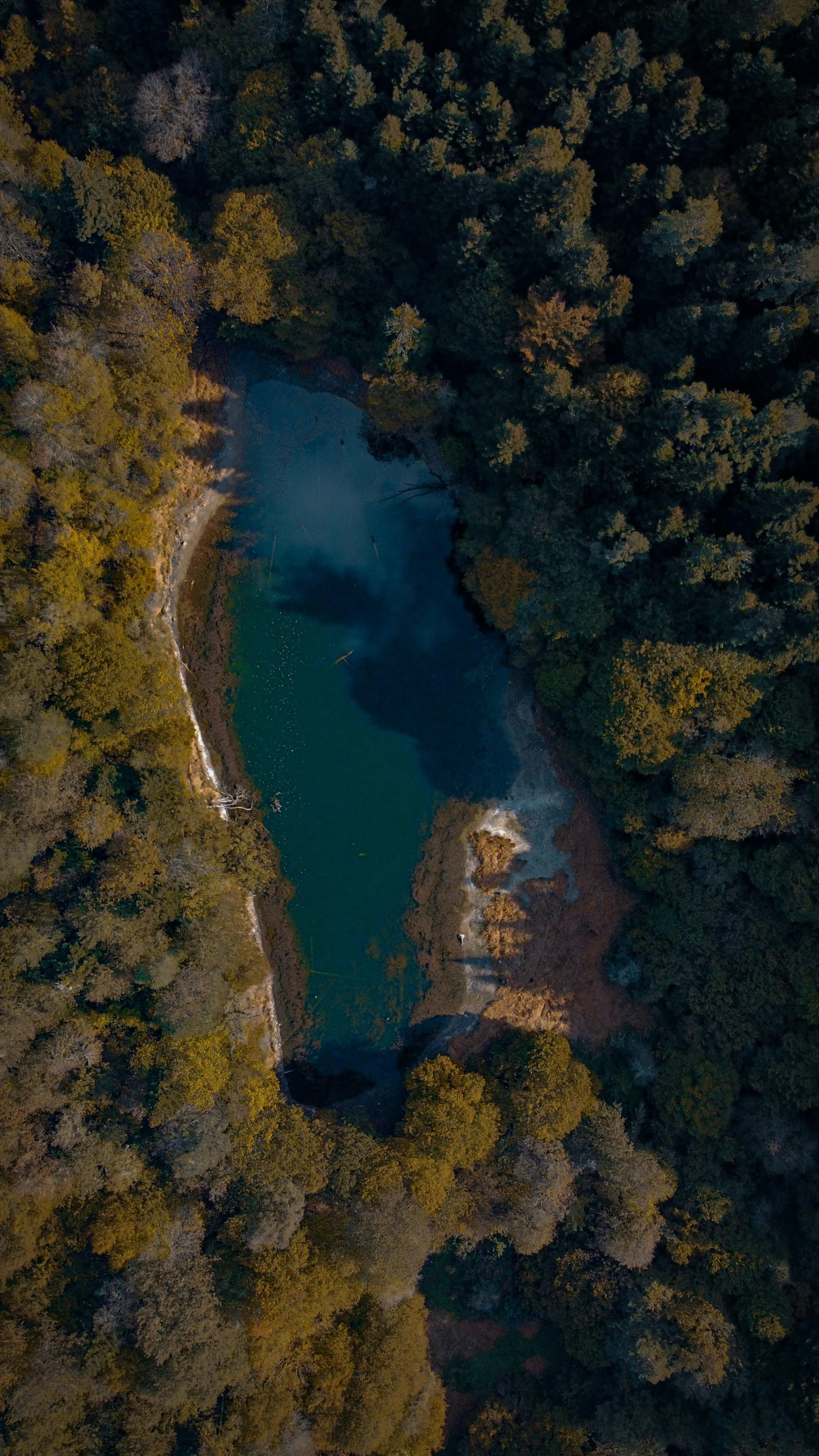 an aerial view of a forest and lake