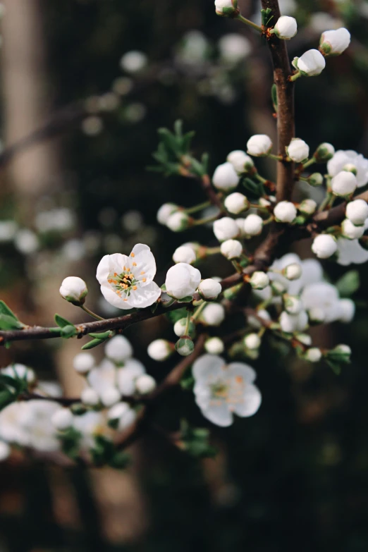 this is a po of white flowers with green leaves