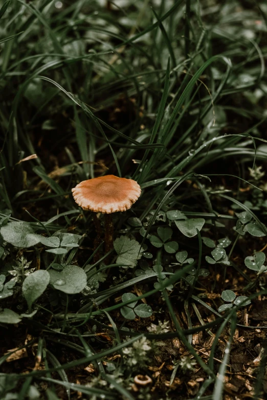 a very tiny mushroom sitting in the grass