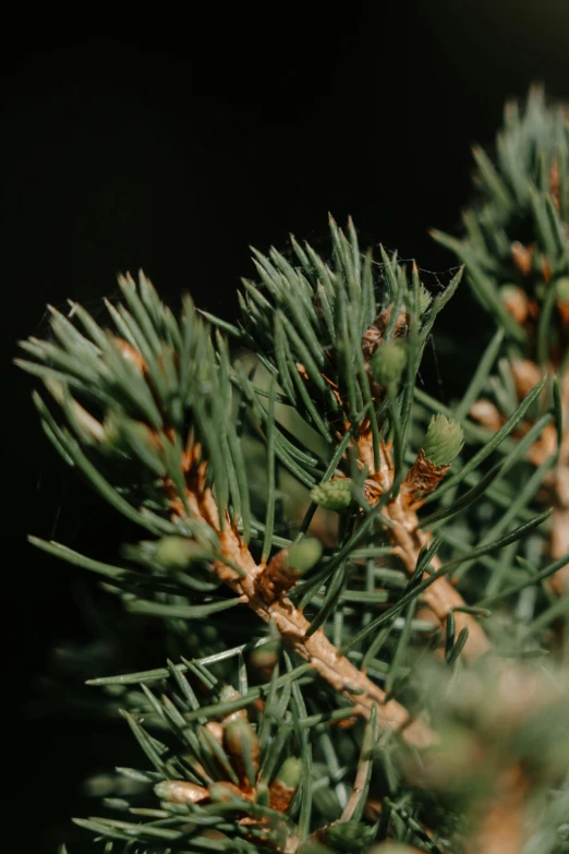 green pine needles and the tips are out