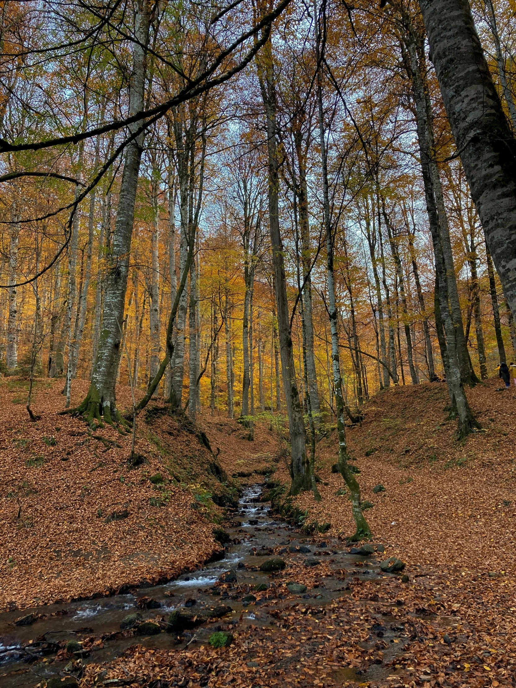 a stream in an area of many fallen leaves