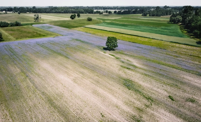 two trees standing in a large field near trees