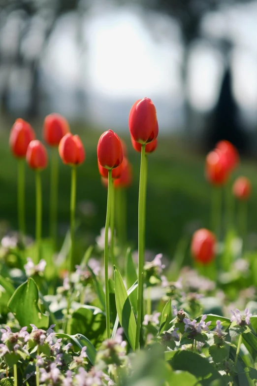 the flowers have long petals with very sharp stems