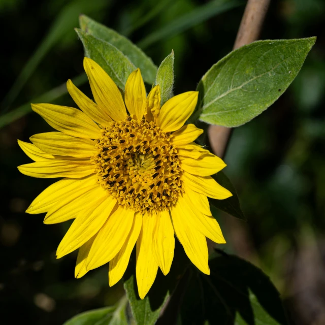 a large yellow flower sits outside in the sun