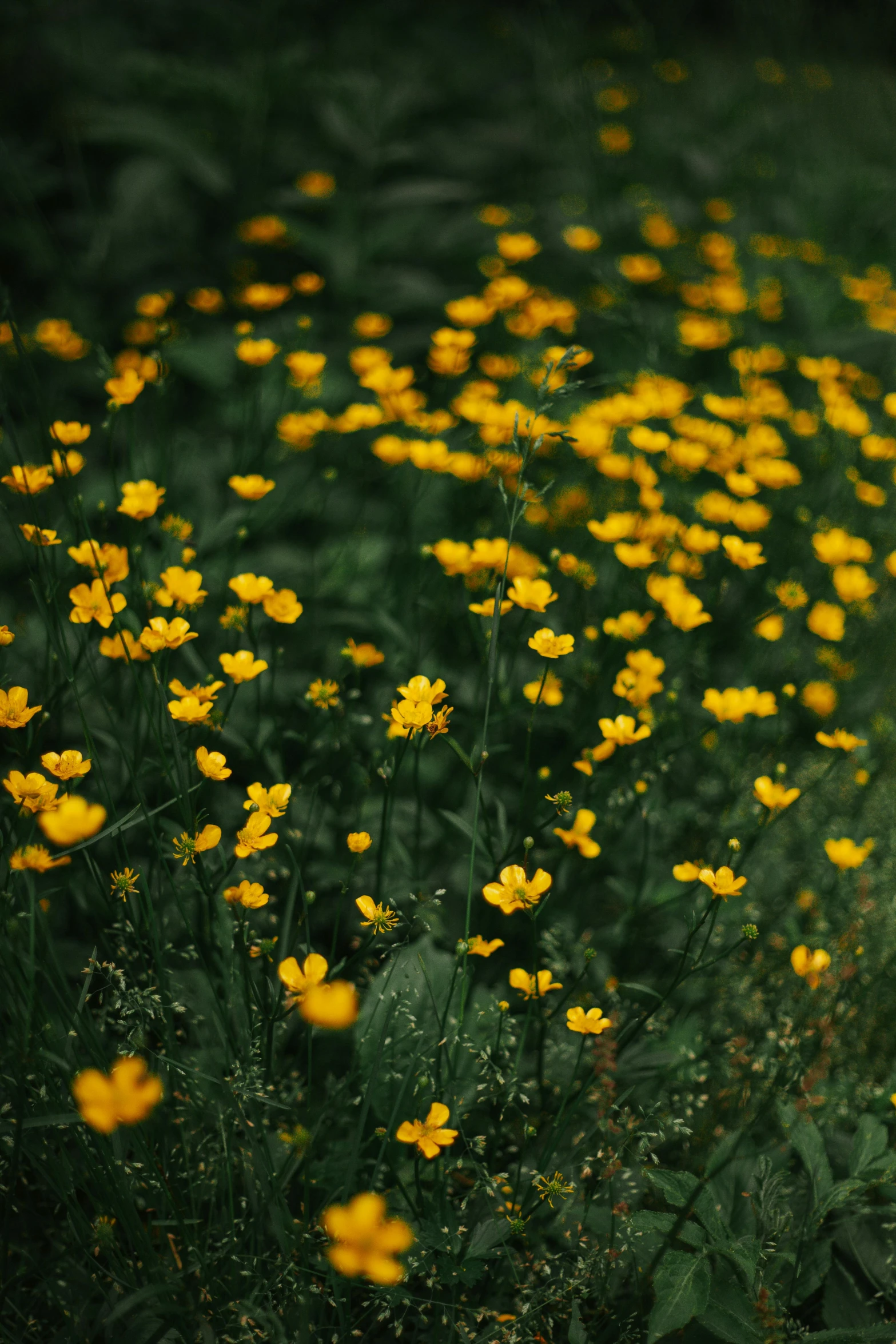 a field full of yellow flowers and grass