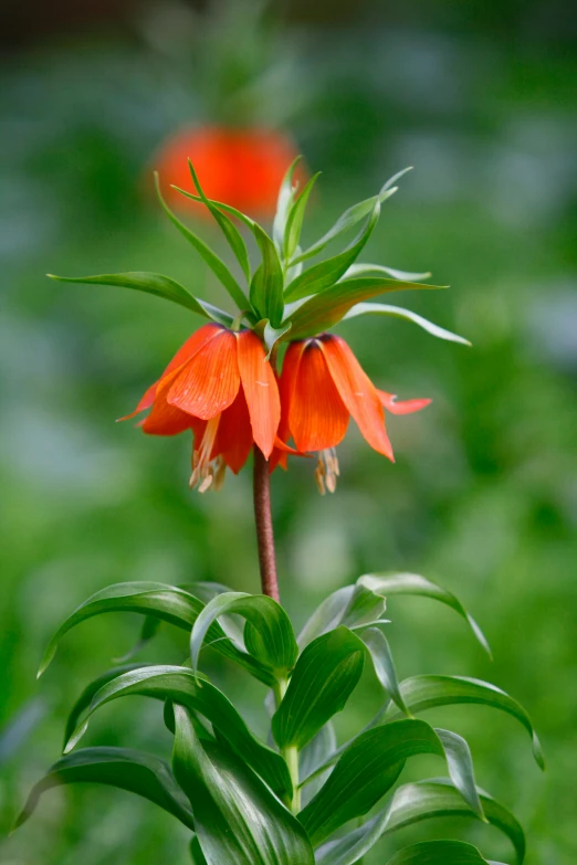 the small orange flowers appear to be wilting on stems