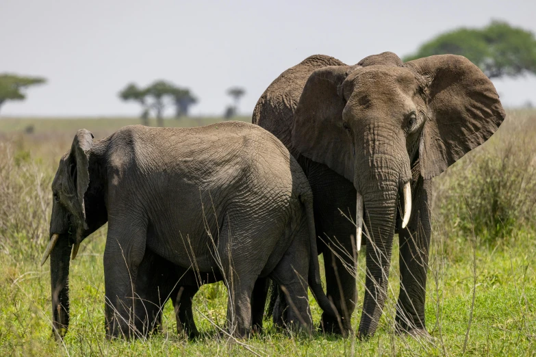 a family of elephants are in the wilderness