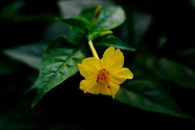 a single yellow flower sitting on top of green leaves