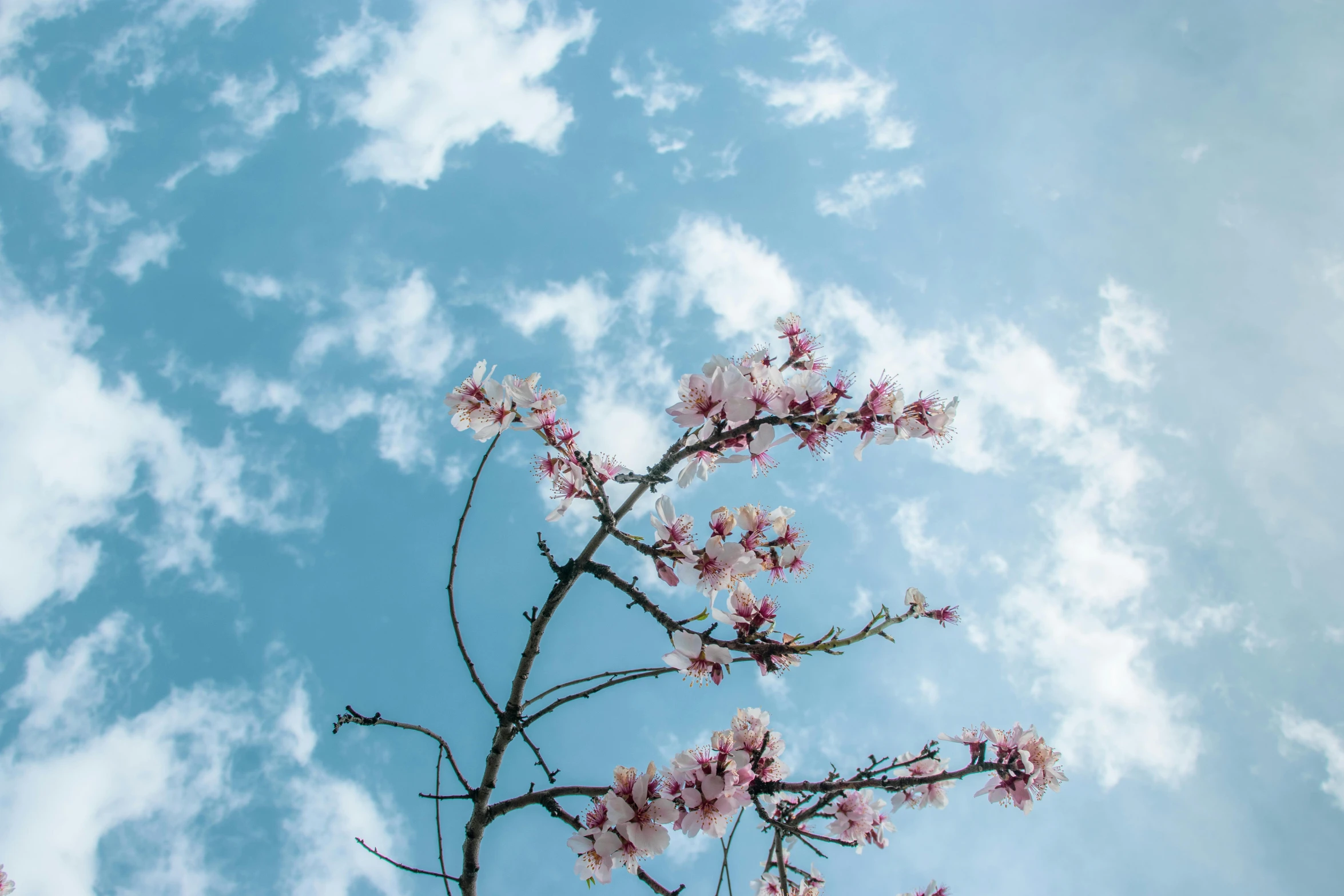 nches with pink flowers are in bloom