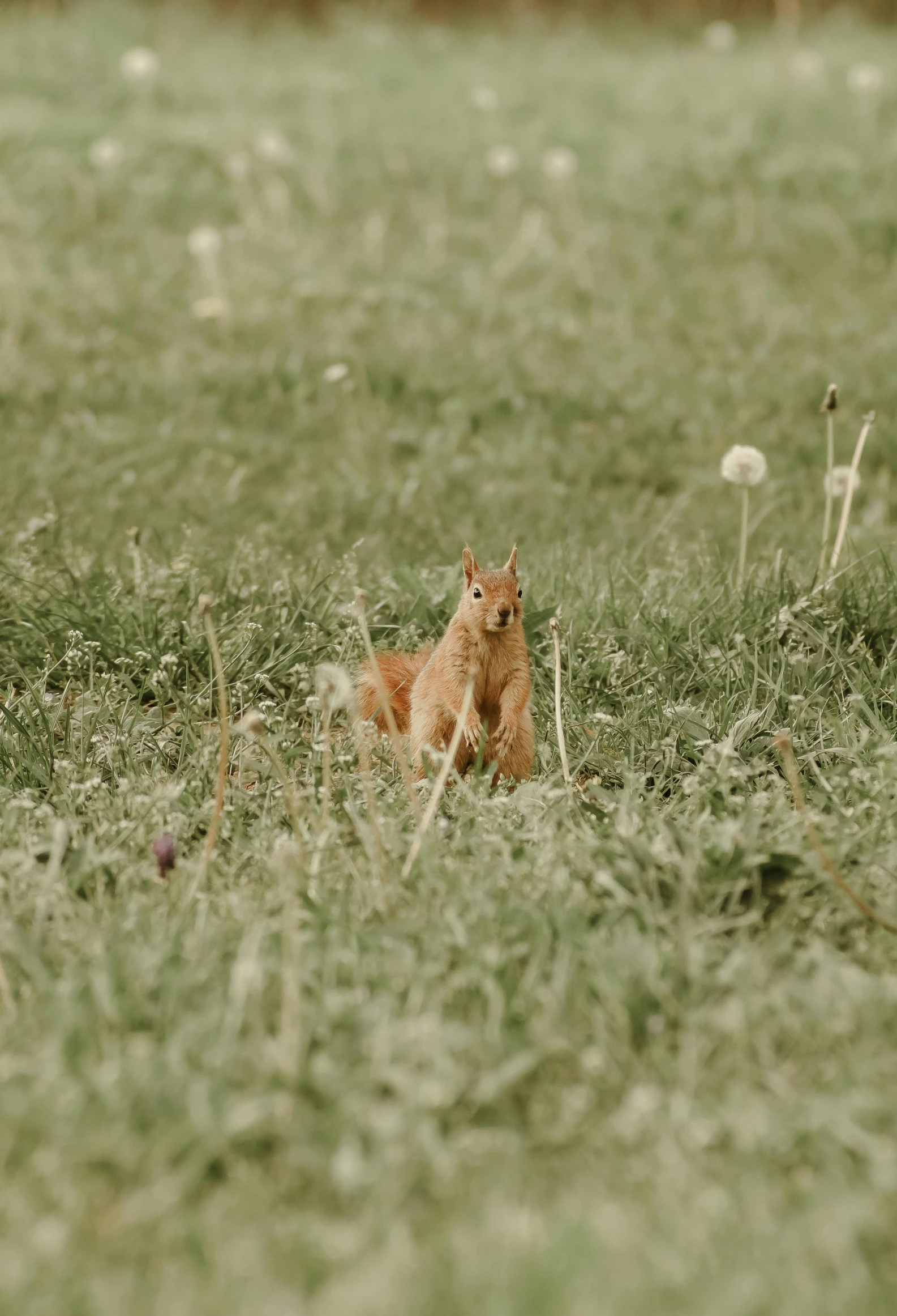 an orange kitten sitting in the middle of the field